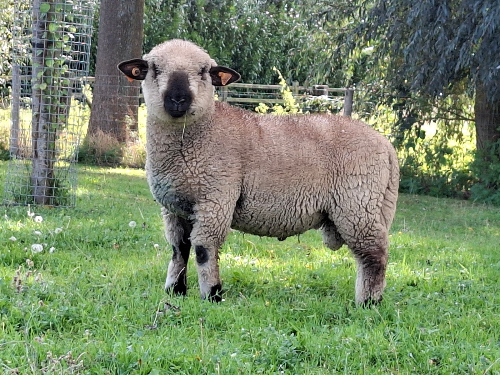 Hampshire down ram, Mâle, Mouton, 0 à 2 ans