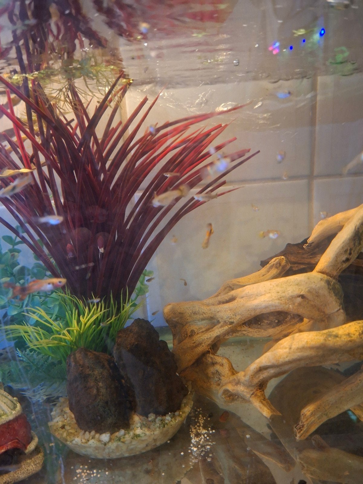 75  guppys verschillende leeftijd, Dieren en Toebehoren