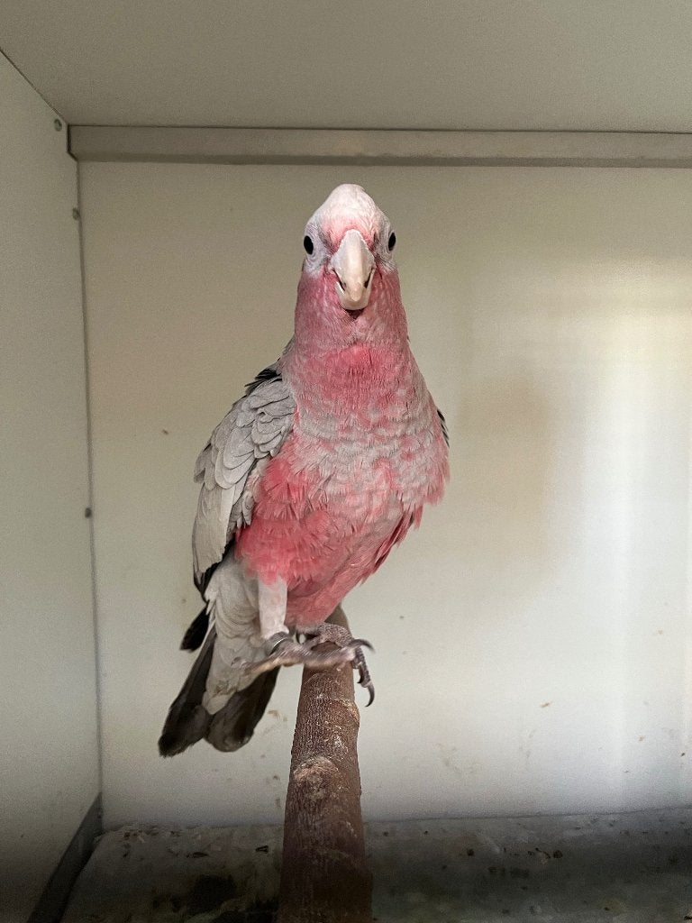 Handtamme rose kakatoe, Dieren en Toebehoren, Vogels | Parkieten en Papegaaien, Mannelijk, Papegaai, Tam