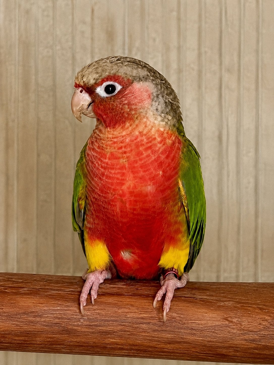 High Red Pyrrhura Pop, Animaux & Accessoires, Oiseaux | Perruches & Perroquets