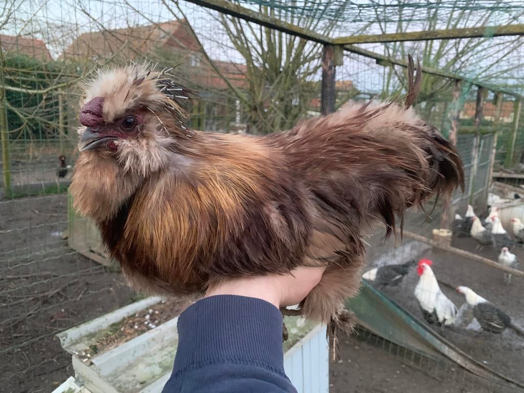 Coq en chocolat Silkfowl