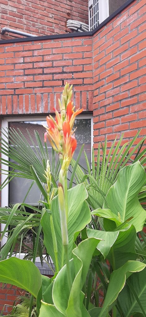 Cannas te koop stopzetting hobby, Tuin en Terras, Ophalen