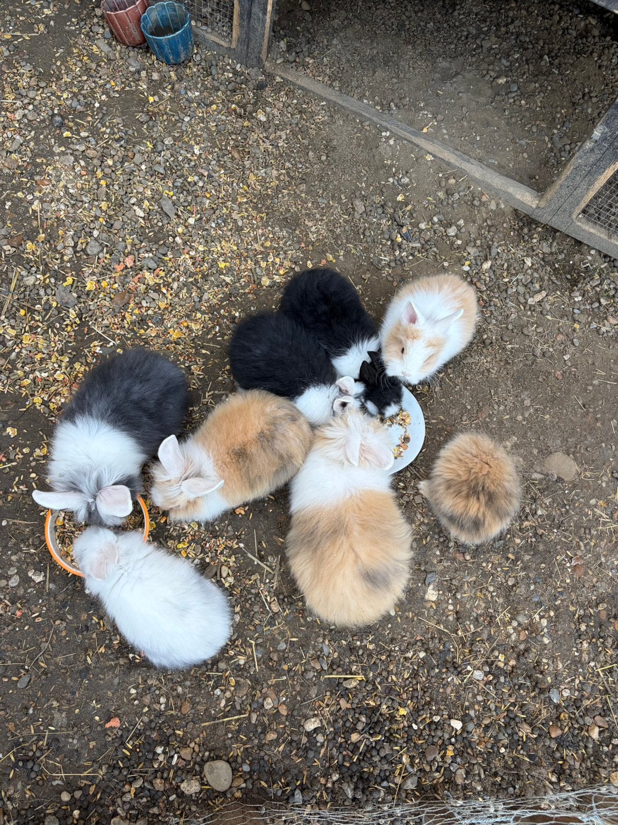 Konijnen, Dieren en Toebehoren, Meerdere dieren, Klein, Hangoor, 0 tot 2 jaar