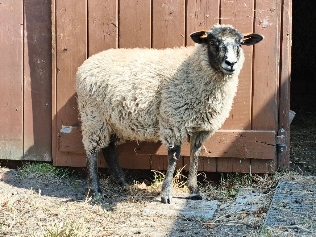 Shetland Ooilam, Animaux & Accessoires