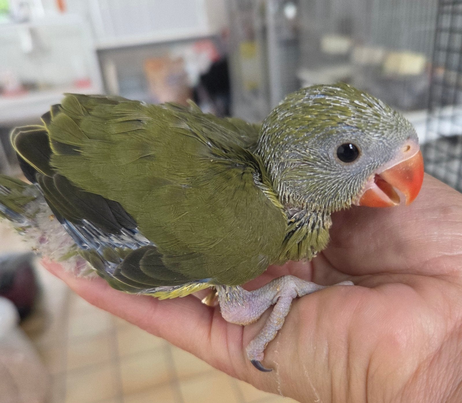 Perruche à collier eam, Dieren en Toebehoren, Vogels | Parkieten en Papegaaien, Parkiet