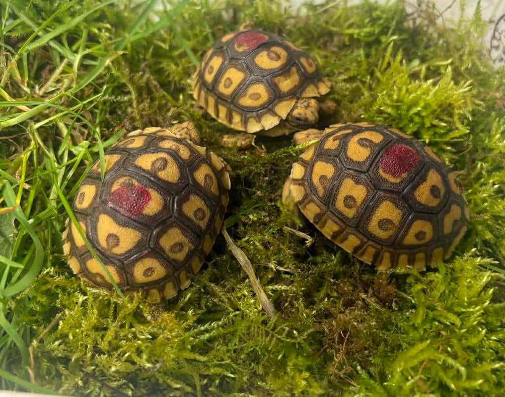 Tortues hybrides pardalis somalica/sulcata, Dieren en Toebehoren, Schildpad, Met terrarium, 0 tot 2 jaar