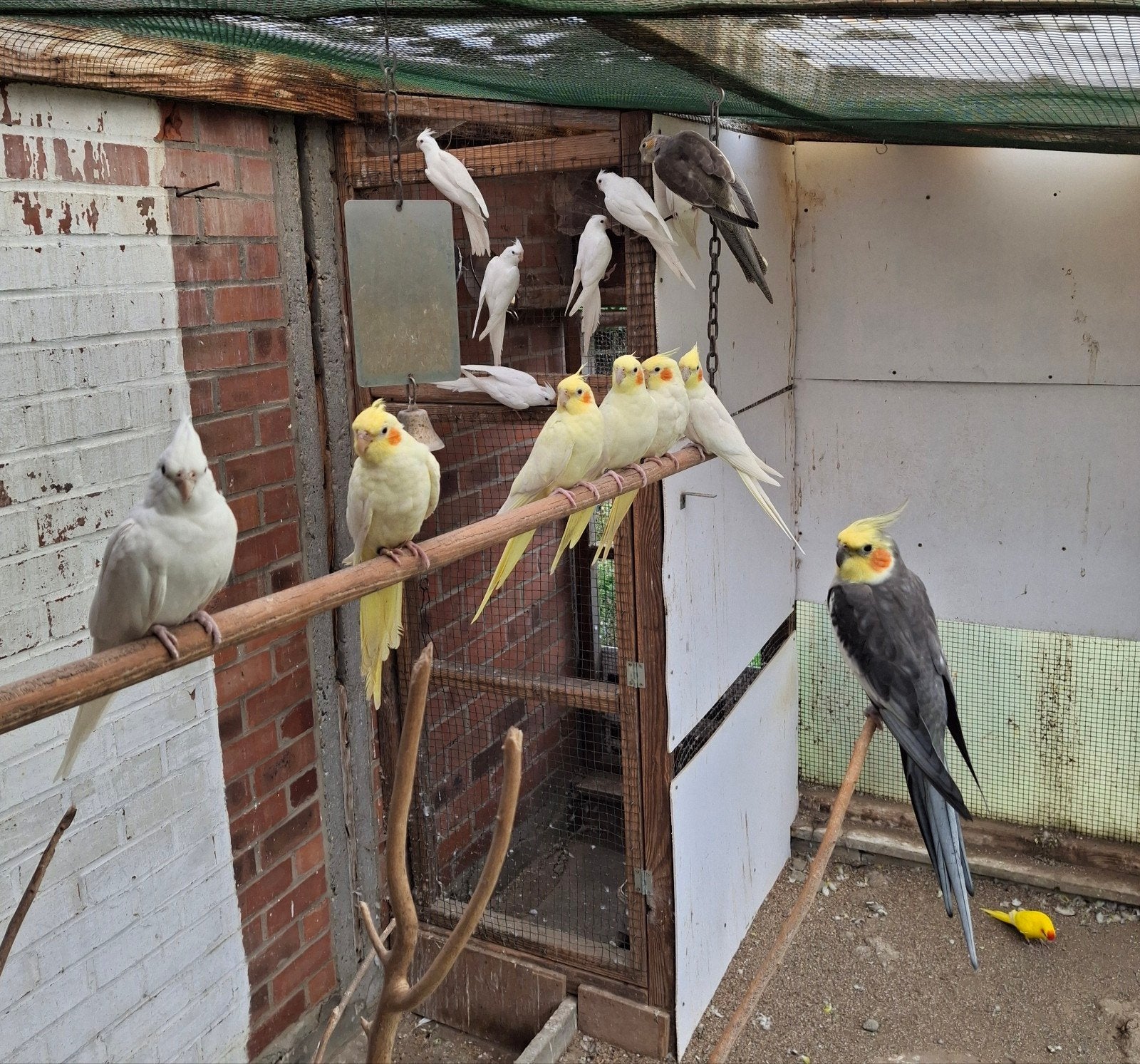 Valkparkieten te koop, Dieren en Toebehoren, Meerdere dieren, Parkiet, Geringd