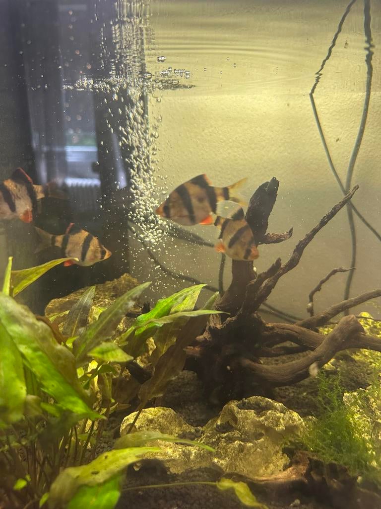 4 sumatraan vissen te koop, Vis, Zoetwatervis
