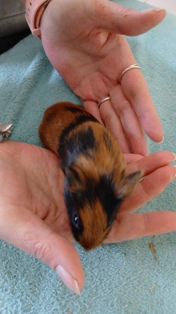 Cavia beertjes, Dieren en Toebehoren, Cavia, April, Mannelijk, Tam