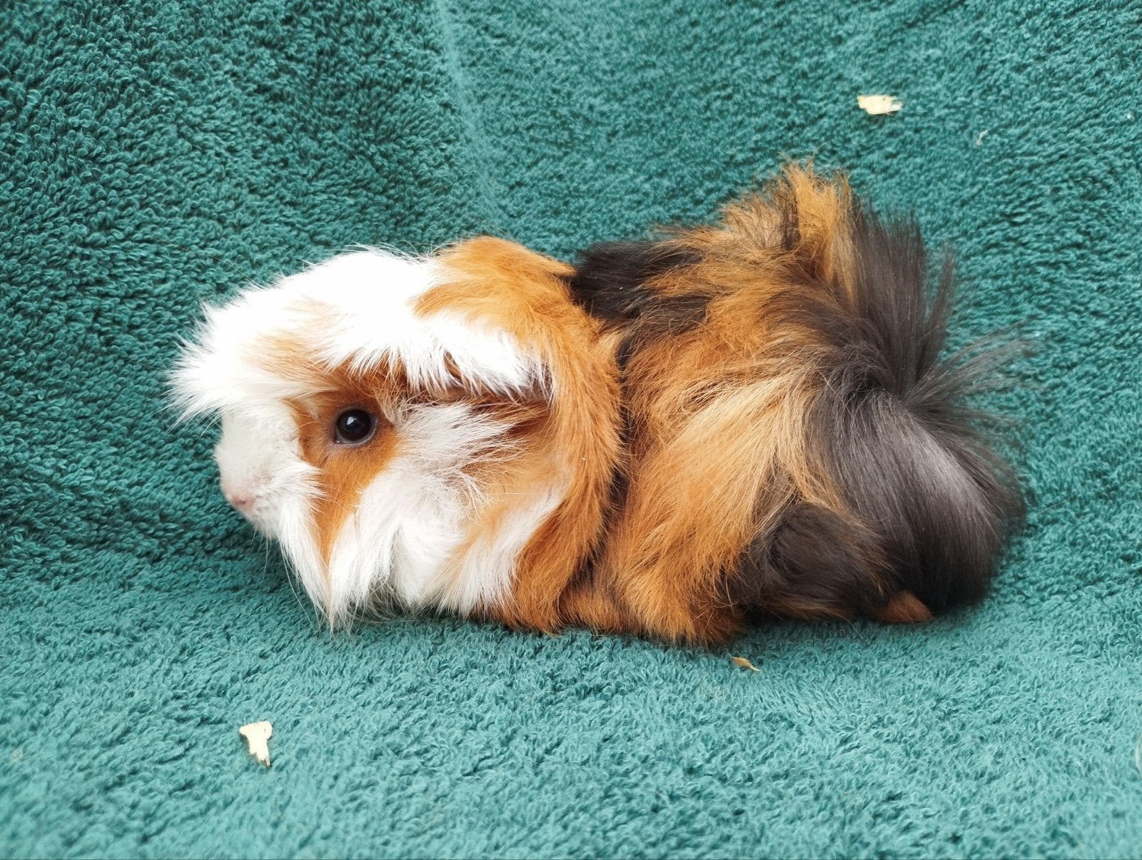Peruviaanse cavia beertje te koop, Dieren en Toebehoren, Augustus, Mannelijk, Cavia