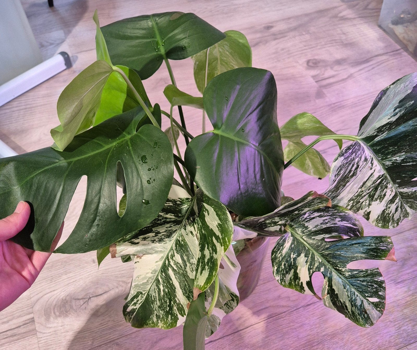 verschillende alocasia & monstera stekken, Huis en Inrichting, Kamerplanten, Ophalen