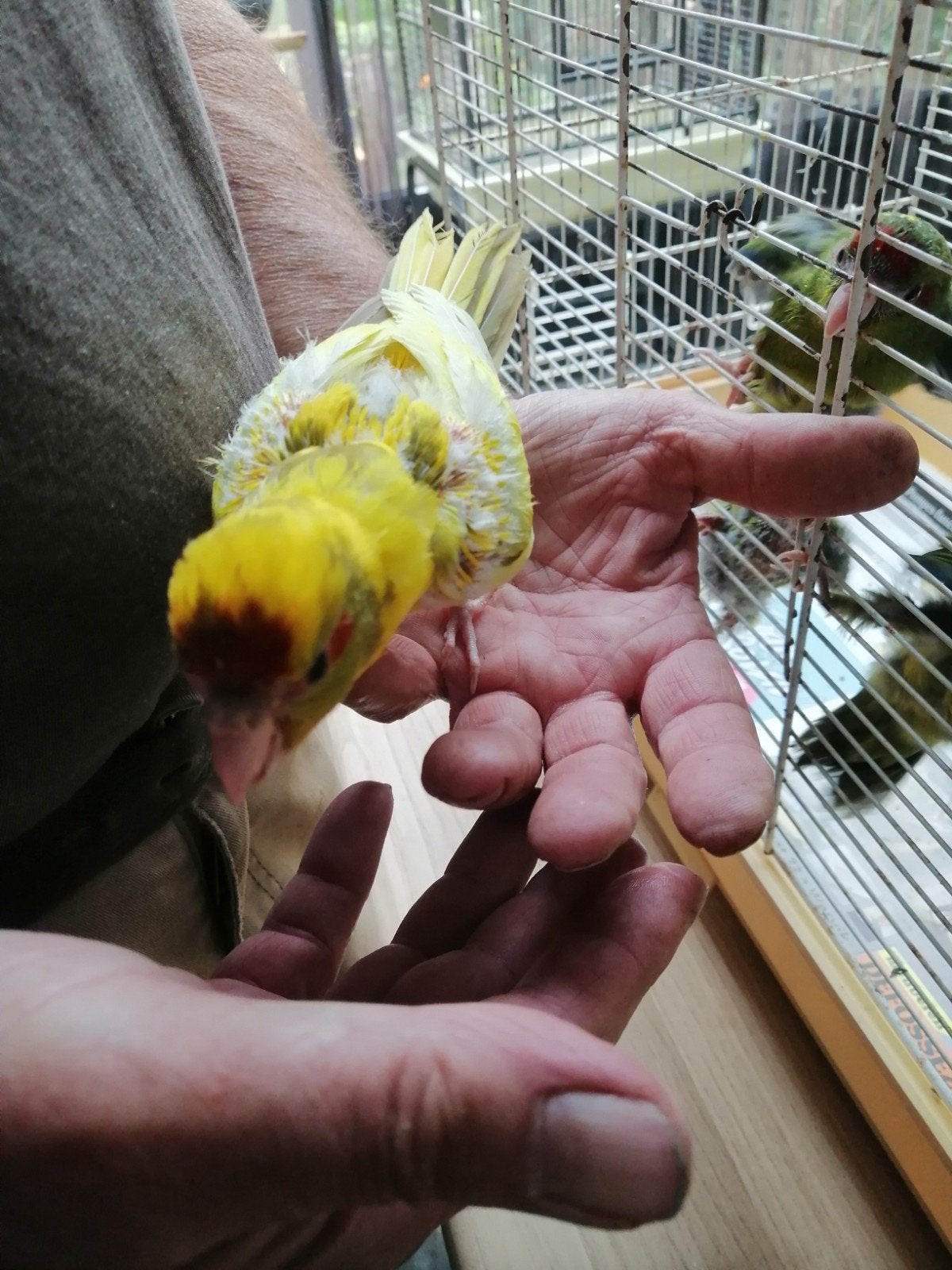 Kakarikis, Animaux & Accessoires