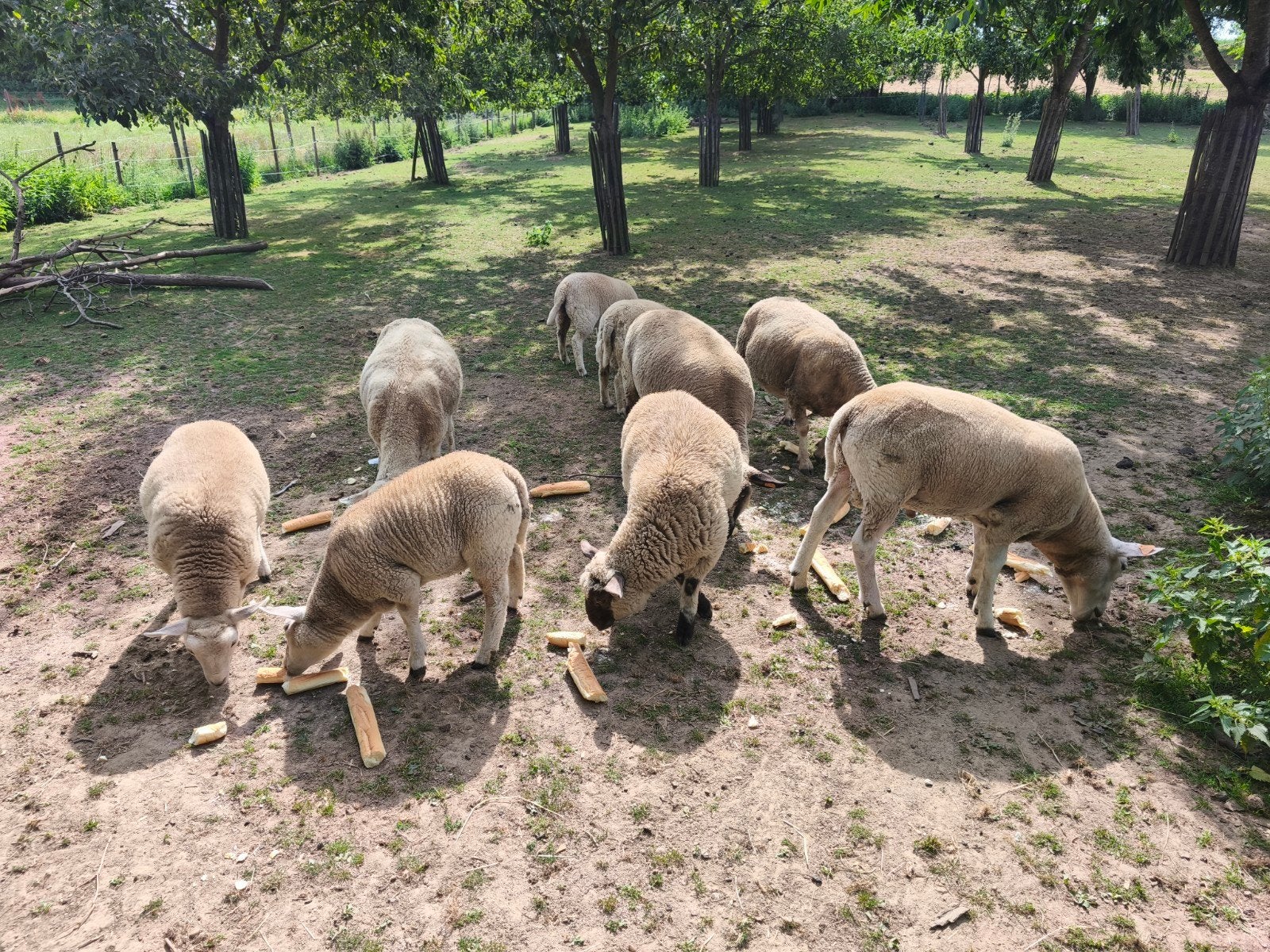 Ram- en ooilammeren, Dieren en Toebehoren