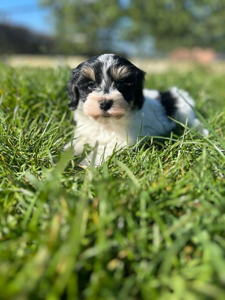 Prachtige Havanezer pups uit eigen nest te koop, Dieren en Toebehoren, Honden | Chihuahua's en Gezelschapshonden, Parvo, België