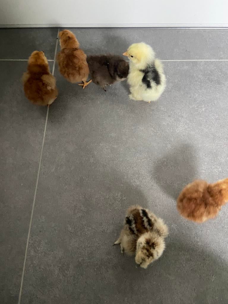 Kuikens, Dieren en Toebehoren