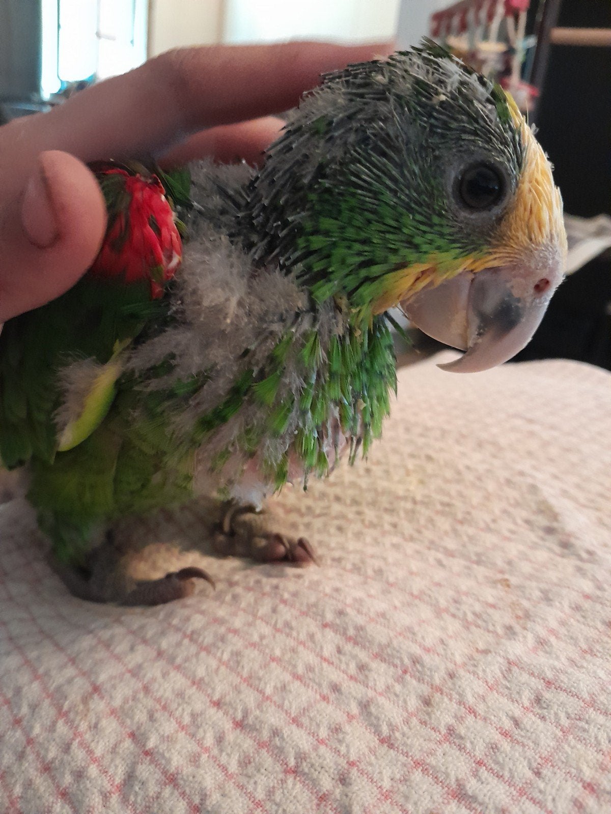 Handtamme dubbele geelkop amazone oratrix, Femelle, Perroquet, Parleur