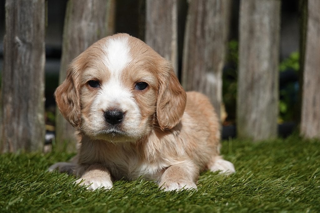 Magnifiques chiots Golden Cocker Retriever, Maladie de Carré (chiens), Autres races, Plusieurs, Belgique