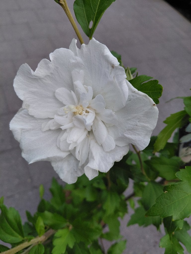 HIbiscus Chiffon White, Tuin en Terras, Planten | Tuinplanten, Ophalen, Volle zon