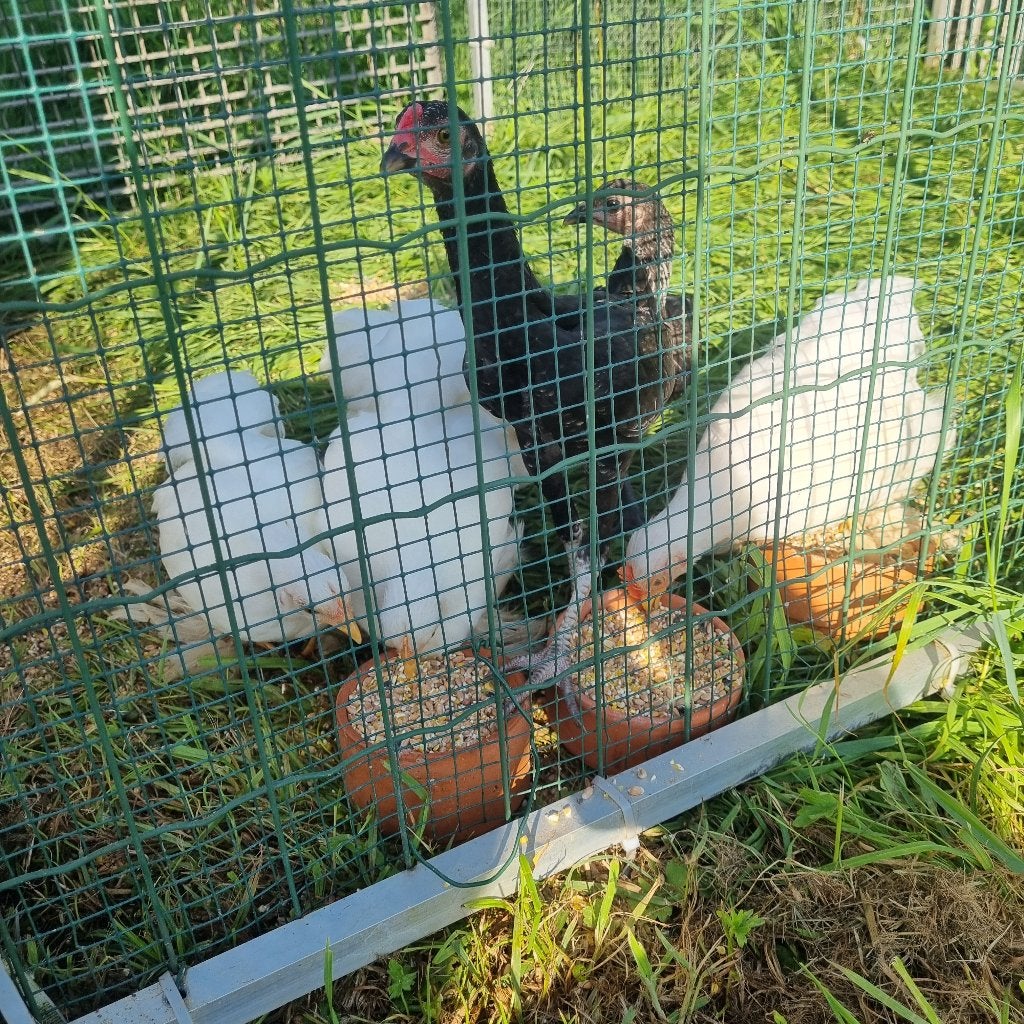 Kuikens cochin, Dieren en Toebehoren, Meerdere dieren, Kip