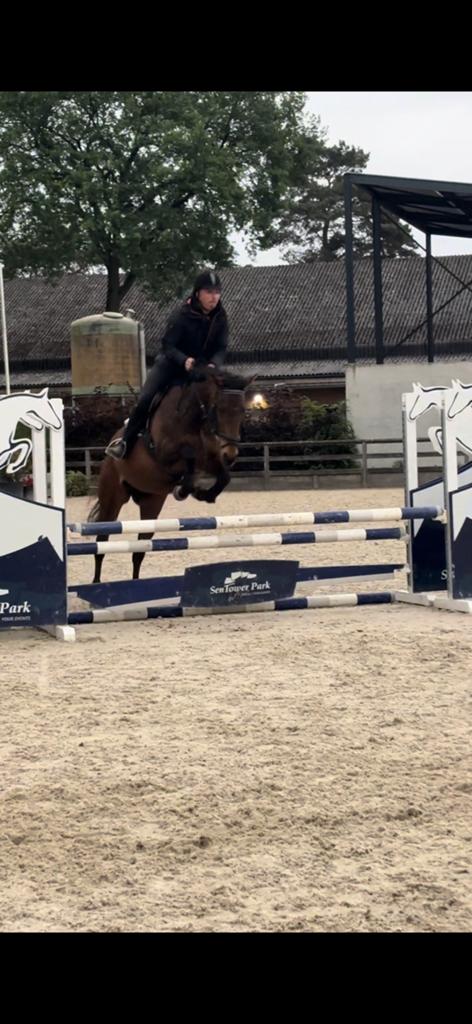 Sportmerrie, Dieren en Toebehoren, Paarden, Merrie, B, 11 jaar of ouder, Springpaard, Met stamboom