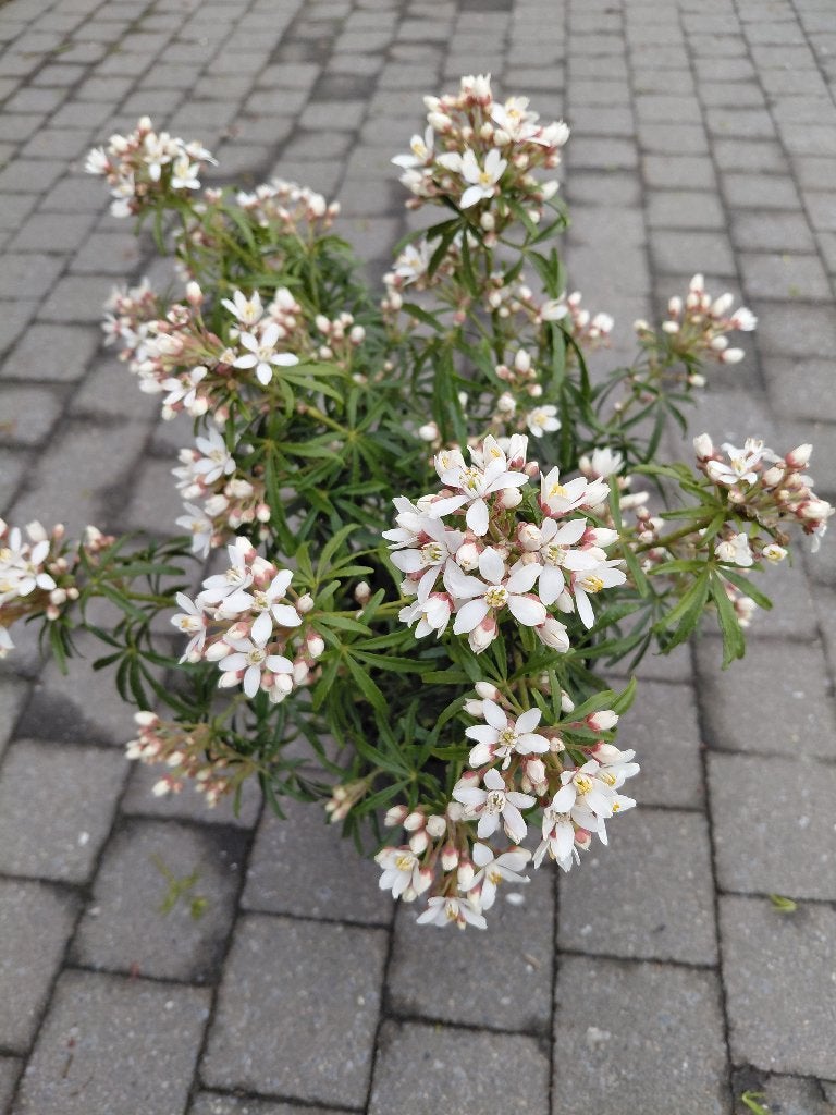 Choisya White Dazzler, Tuin en Terras, Ophalen