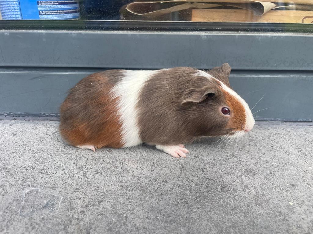 Jonge cavia, Cavia, April, Mannelijk, Tam