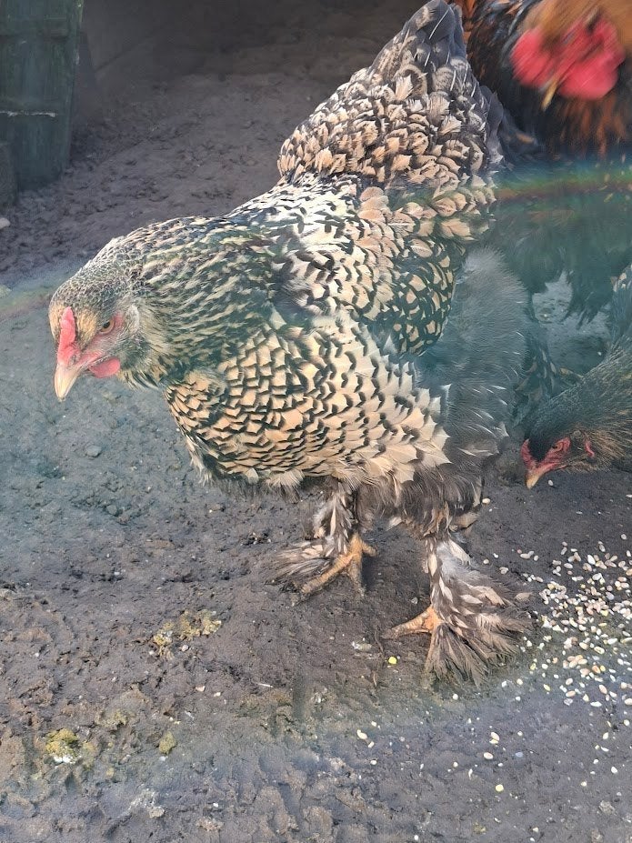 derniers œufs à éclore de Brahma ourlés doré/noir, Sexe inconnu, Poule ou poulet