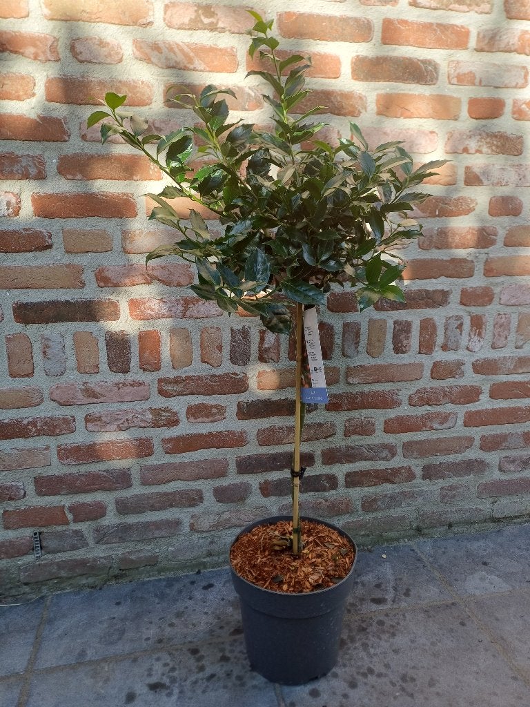 Ilex op stam, Enlèvement