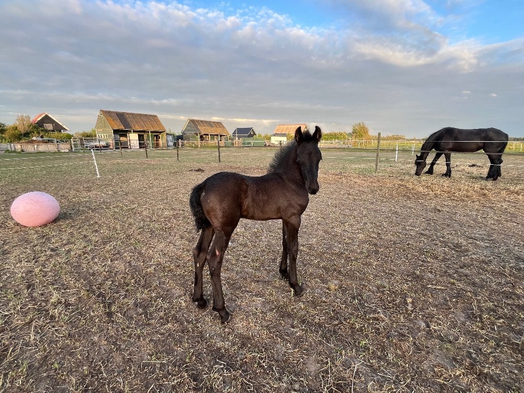Fries hengstveulen met veel luxe!, Dieren en Toebehoren, Minder dan 160 cm, Met stamboom, Dressuurpaard, 0 tot 2 jaar