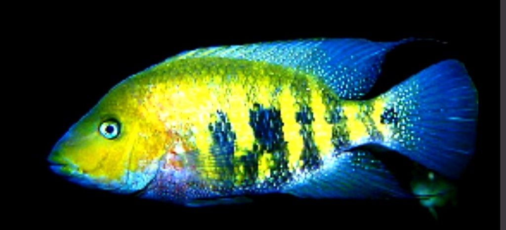 Amphilophus Nourisati, Vis, Zoetwatervis