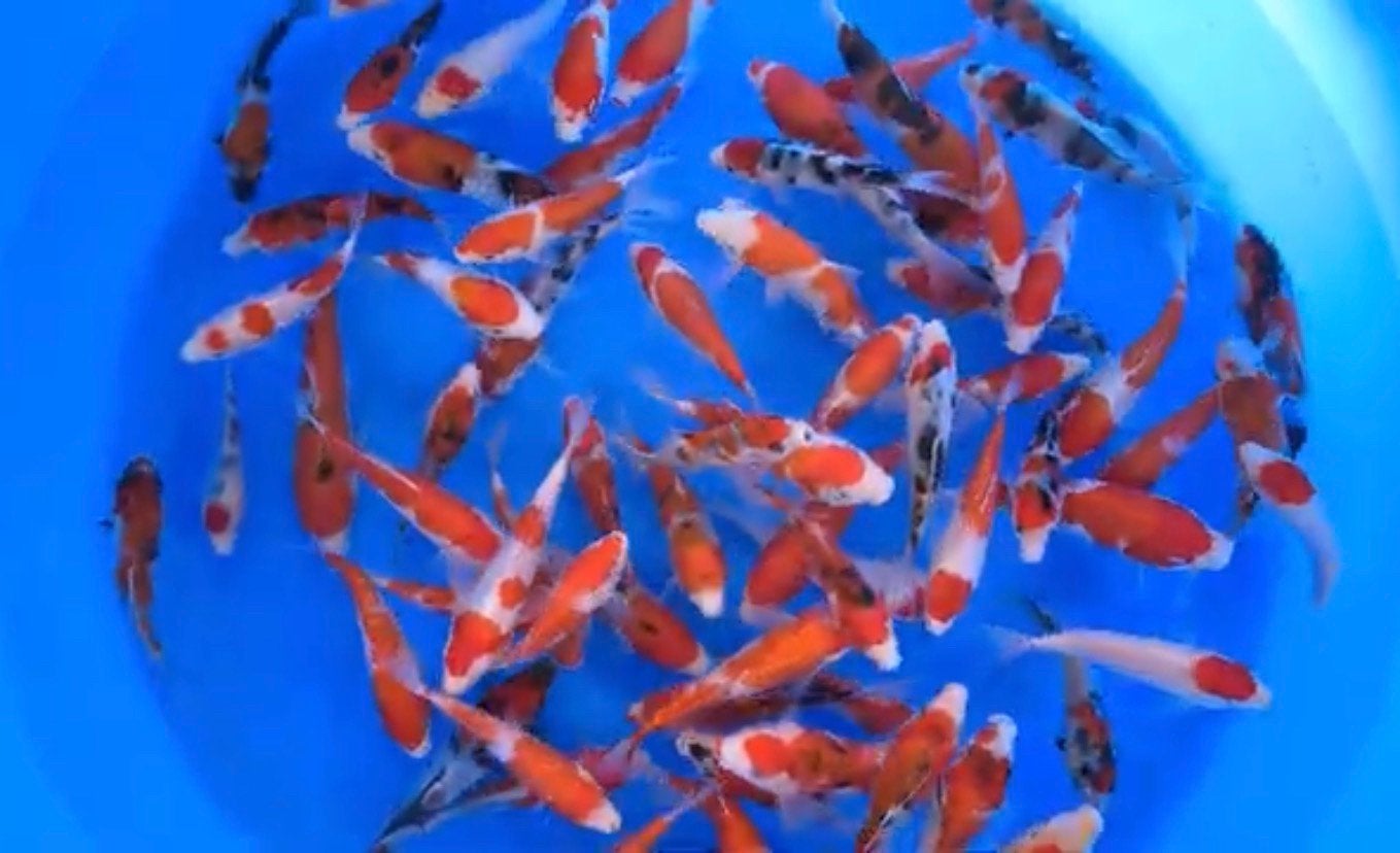 LAATSTE KANS: Box of grote hoeveelheid koi direct uit Japan?, Carpe ou Koï