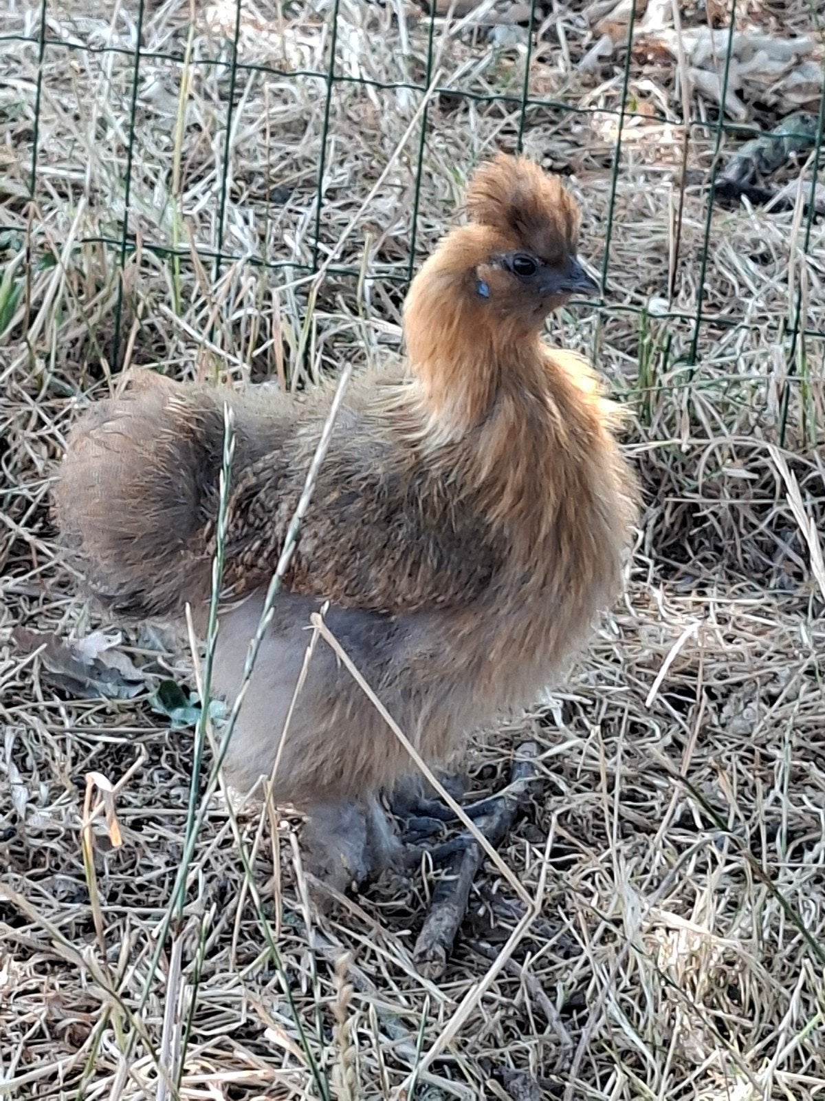 Bruine en grijze zijdehoenders, Dieren en Toebehoren, Pluimvee, Meerdere dieren, Kip
