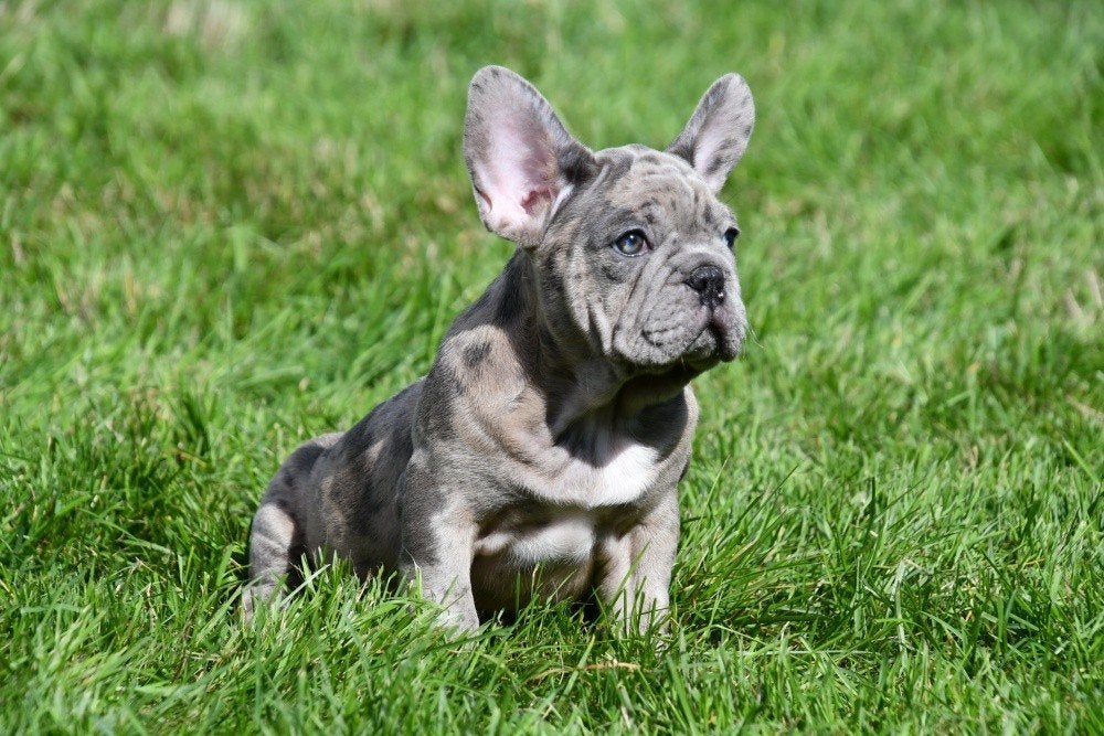 Chiots bouledogue français à vendre