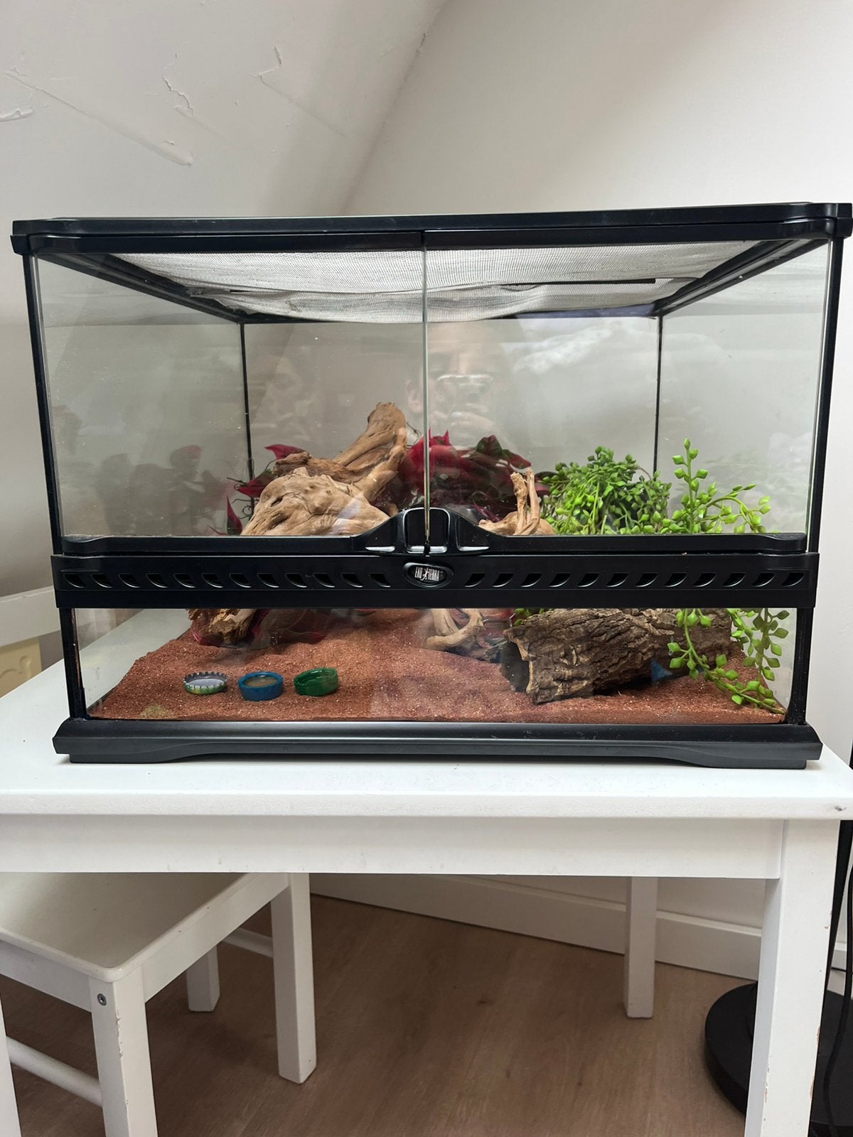 Gekko et terrarium, Animaux & Accessoires, Reptiles & Amphibiens | Accessoires, Enlèvement, Comme neuf, Terrarium ou Paludarium