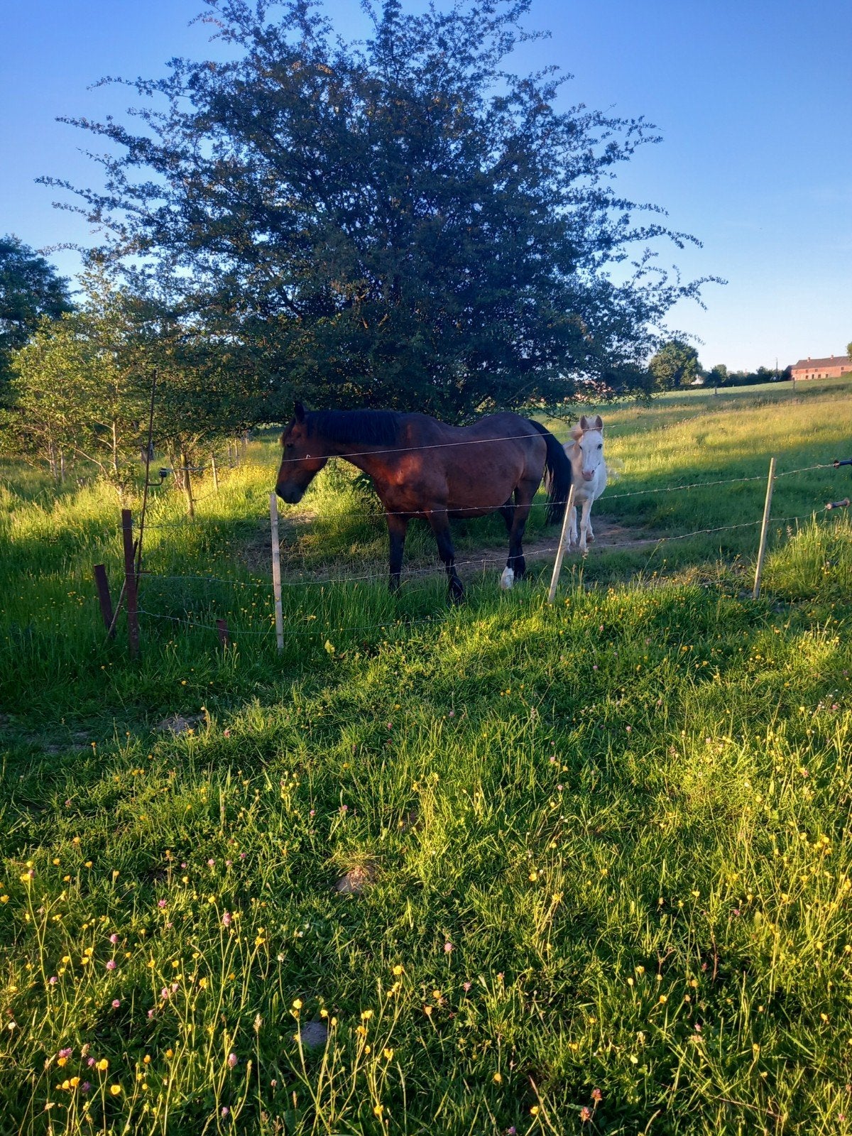 A louer pairie pour chevaux