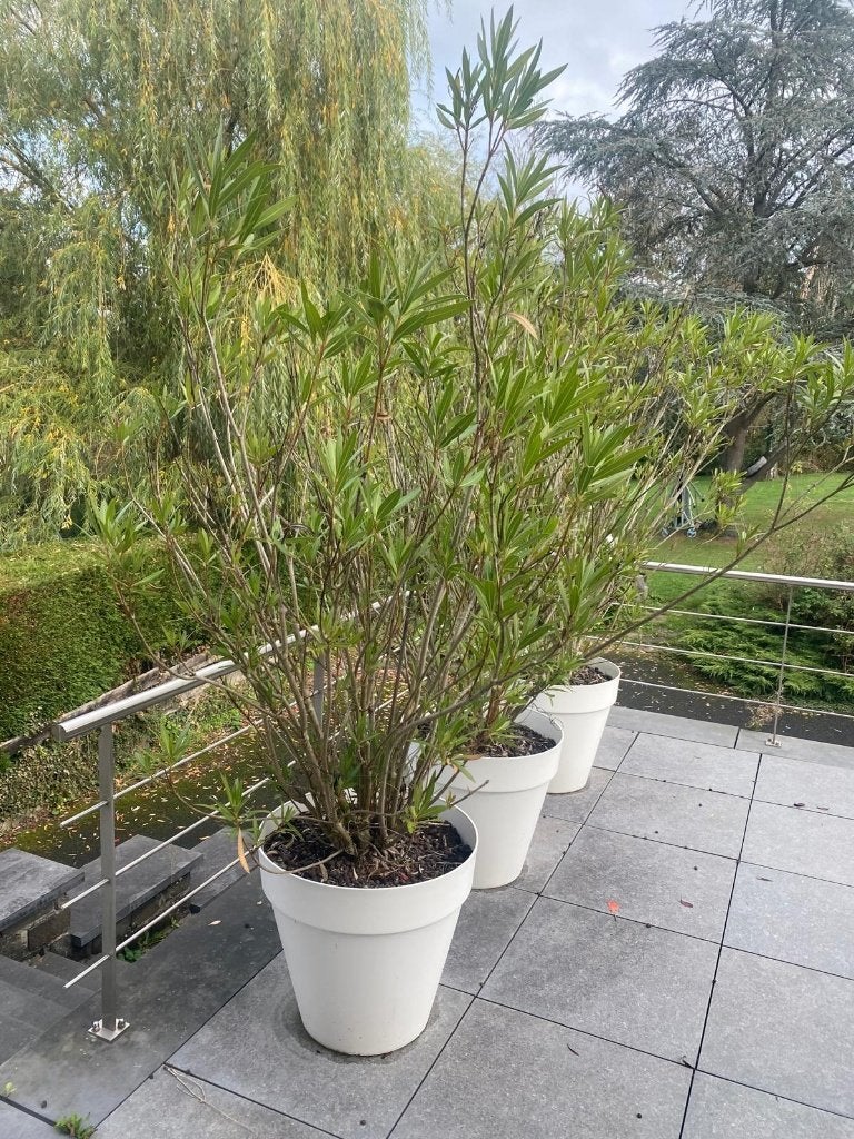 3 lauriers en pot, Jardin & Terrasse, Enlèvement, Autres espèces, Arbuste, 100 à 250 cm
