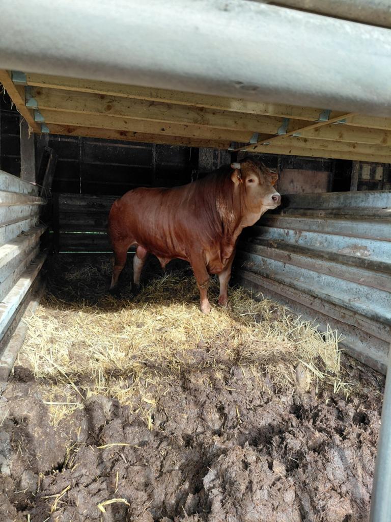Limousine stier van 2jaar, Dieren en Toebehoren, Runderen, Mannelijk, 0 tot 2 jaar