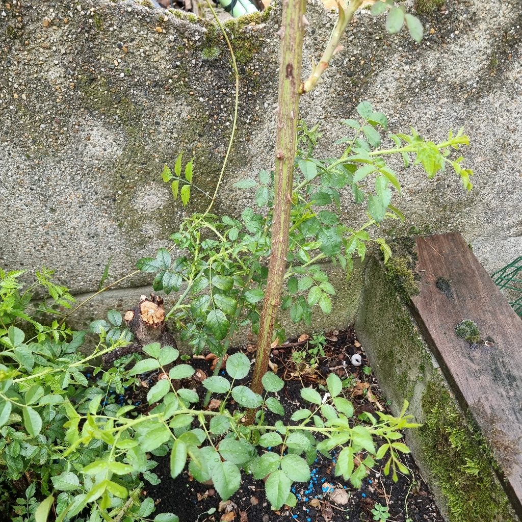 Meerjarige struik Rozenbottel, Tuin en Terras, Ophalen of Verzenden, Struik
