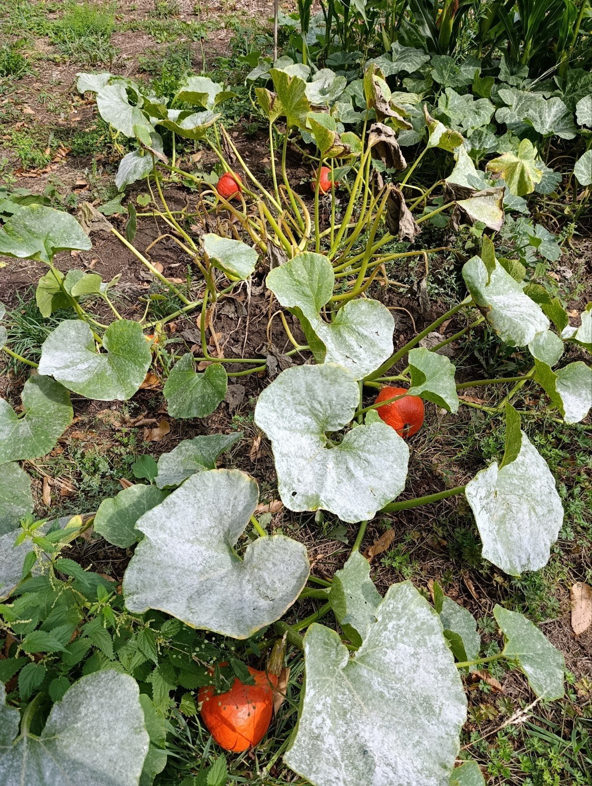 légumes Bio, Jardin & Terrasse, Enlèvement ou Envoi