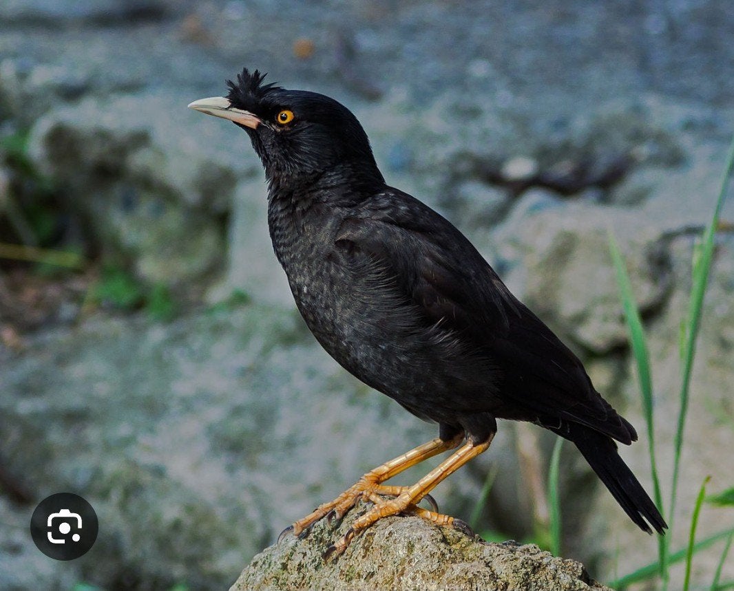 Maina, Animaux & Accessoires, Oiseaux | Oiseaux Autre