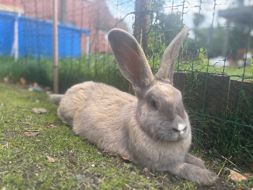 Vlaamse reus, Dieren en Toebehoren, Vrouwelijk, Groot, 0 tot 2 jaar