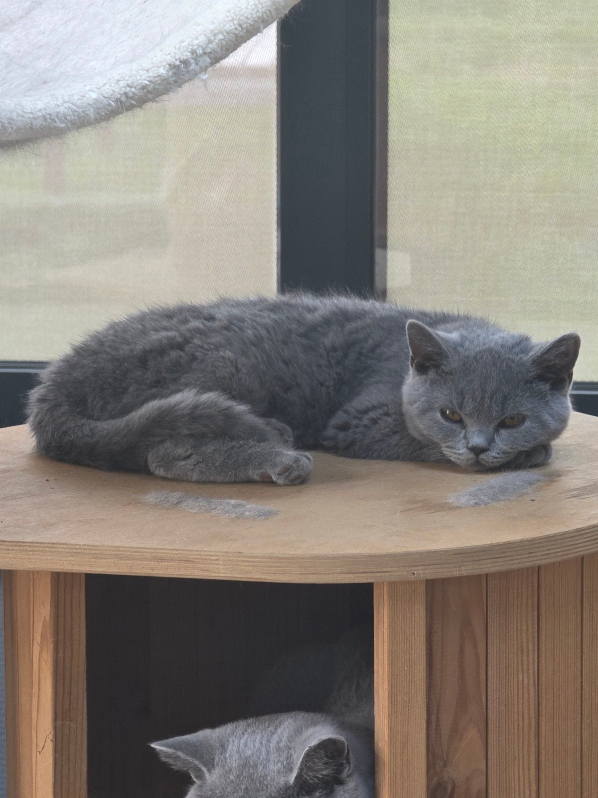 brits korthaar katertje met stamboom (kampioenlijnen), Dieren en Toebehoren, Kater, Met stamboom, 0 tot 2 jaar