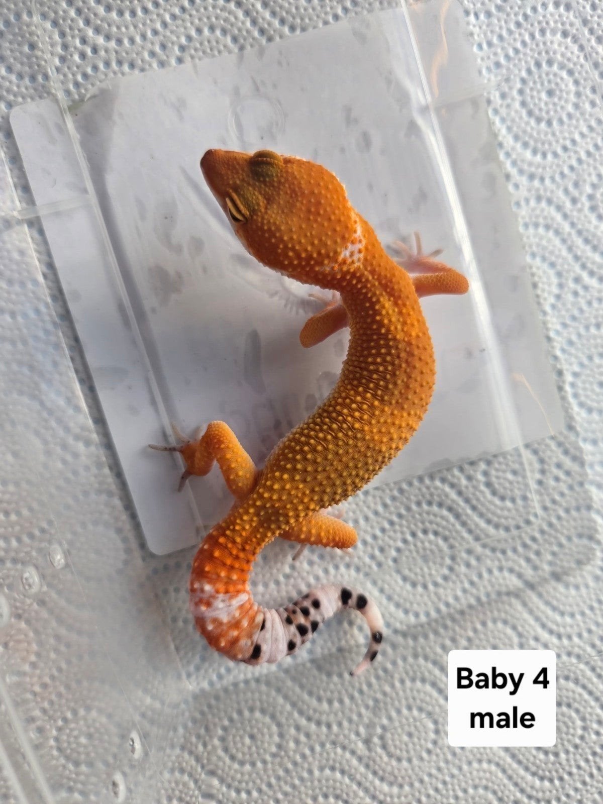 Mandarin Tangerine TA & het TA luipaardgekko's - beschikbaar, Dieren en Toebehoren, Hagedis, 0 tot 2 jaar