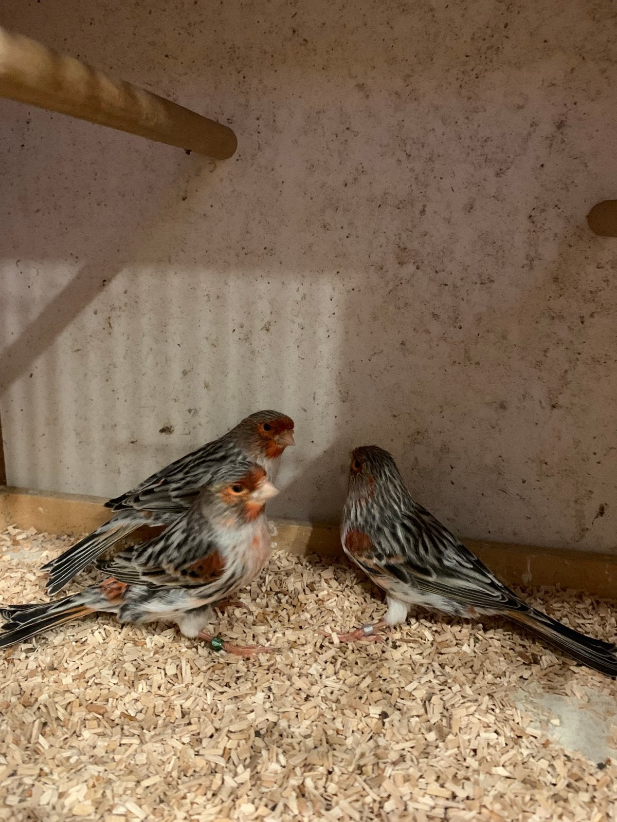 Agaat roodmozzaiek, Dieren en Toebehoren