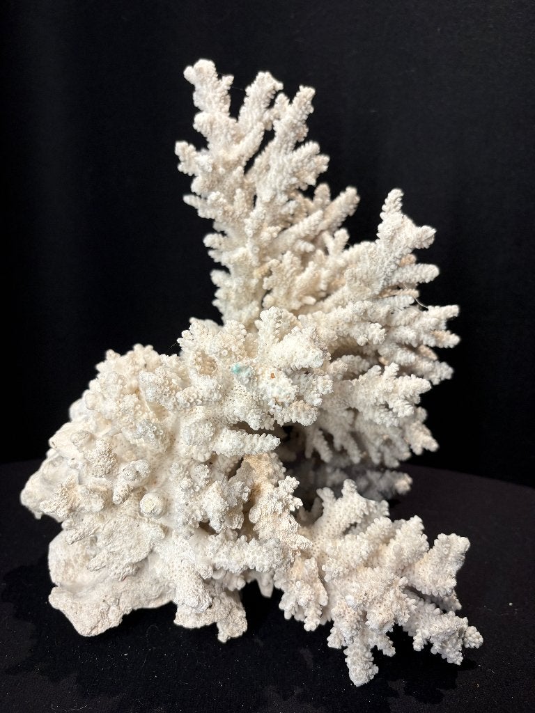 Corail blanc naturel, Collections, Minéraux & Fossiles, Enlèvement ou Envoi, Minéral