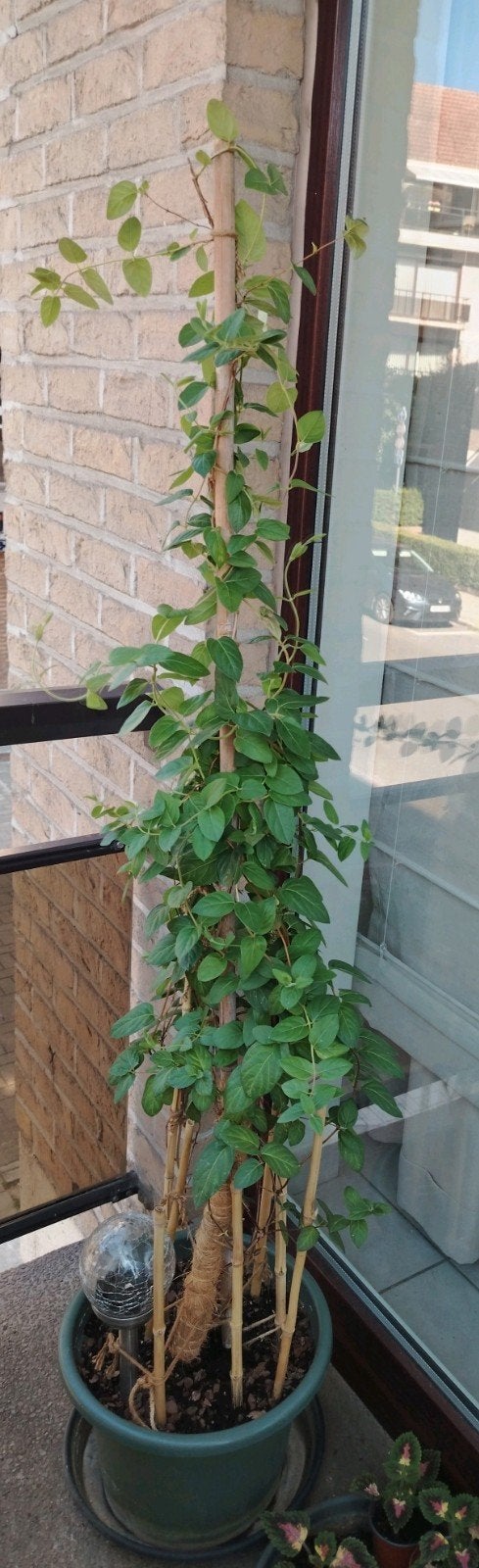 Buitenplant - Jasmijn uit Iran - met pot +., Tuin en Terras, Overige soorten, 100 tot 250 cm, Zomer, Ophalen