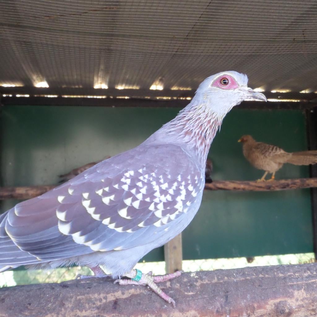 guinea duif, Plusieurs animaux, Autres espèces