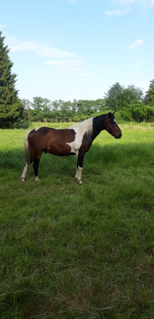 Bont paard, Dieren en Toebehoren, Ruin, Niet van toepassing, Recreatiepaard, 11 jaar of ouder