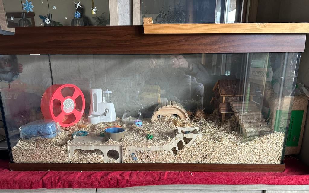 Kooi voor hamster, Dieren en Toebehoren, Hamster, Vrouwelijk, Januari, Tam