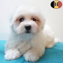 Maltezer pup – Kleine reu vol zachtheid te koop, Dieren en Toebehoren, Parvo, België, Maltezer, 8 tot 15 weken